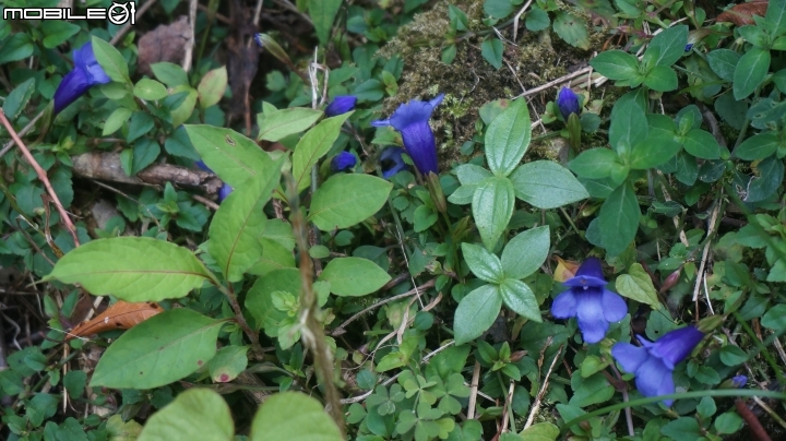 2014.9.3.比大鳥縱走(比林山.大窩山.鳥嘴山)白蘭部落.全都錄