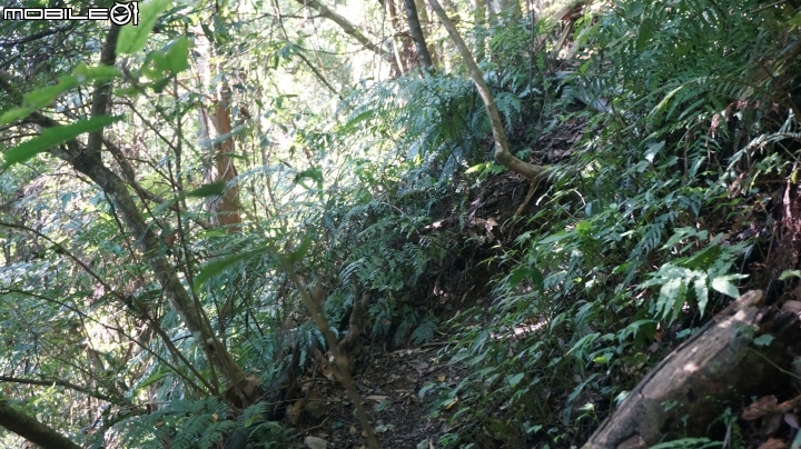 2014.9.3.比大鳥縱走(比林山.大窩山.鳥嘴山)白蘭部落.全都錄