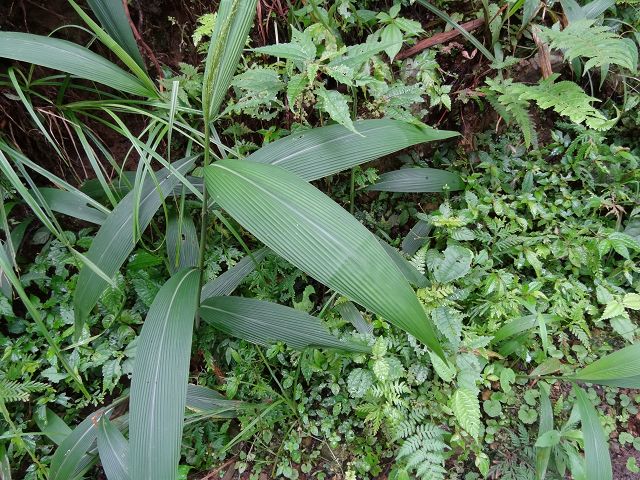 親子旅遊-羅山林道