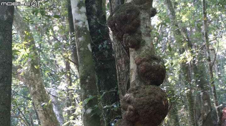 2014.9.3.比大鳥縱走(比林山.大窩山.鳥嘴山)白蘭部落.全都錄