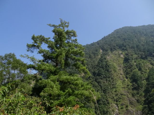 親子旅遊-蕙蓀林場