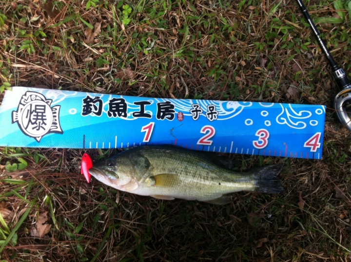 BASS季到!!路亞蓋大樓!!