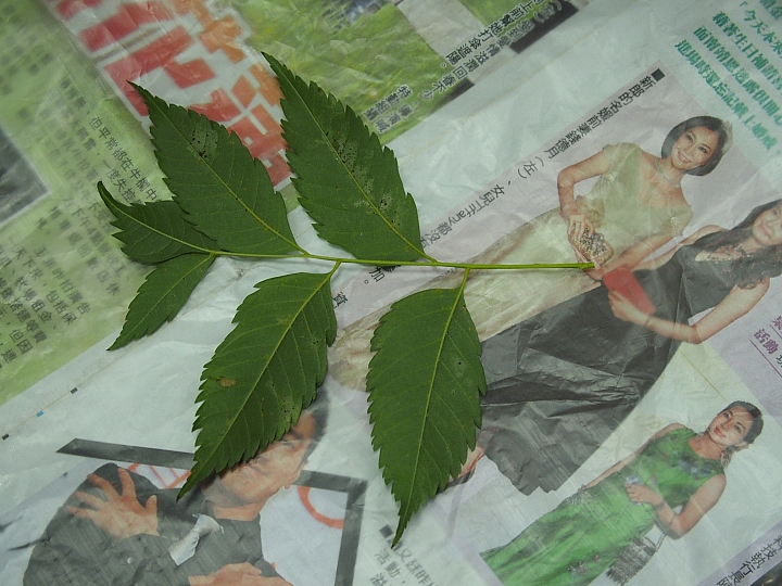 泡腳、DIY:大武山生態教育館為旅遊加分,帶著美好的回憶回家。