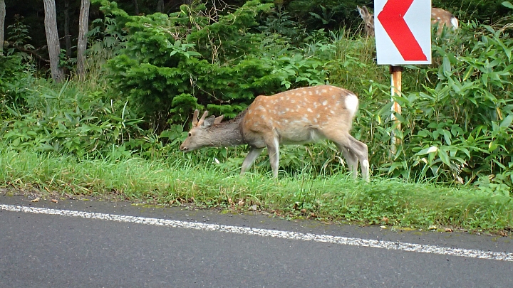 悲情 北海道之旅 完 全日本壓馬路(株)