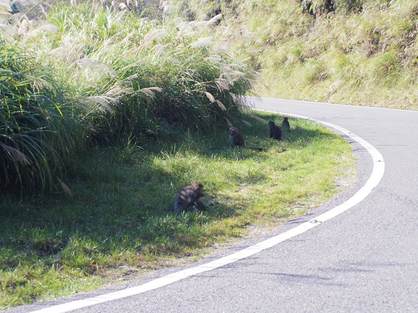 秋高氣爽的一日太平山翠峰湖