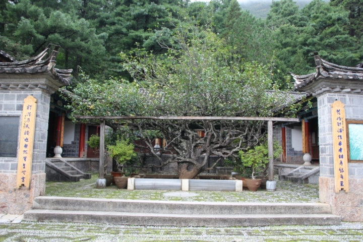 麗江八日遊