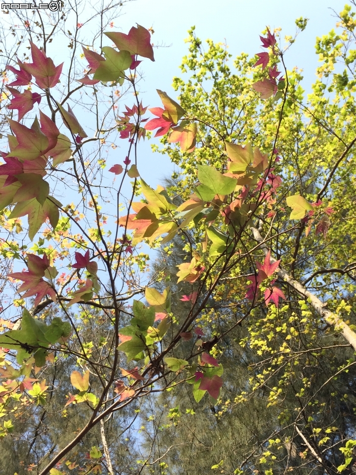 騎腳踏車尋找金門彩繪村落~金門碧山