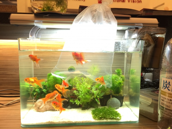 新手養魚, 有什麼要注意的嗎?