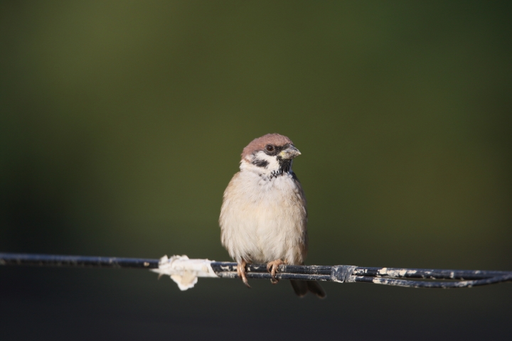 SIGMA 150-600mm SPORTS版體驗文