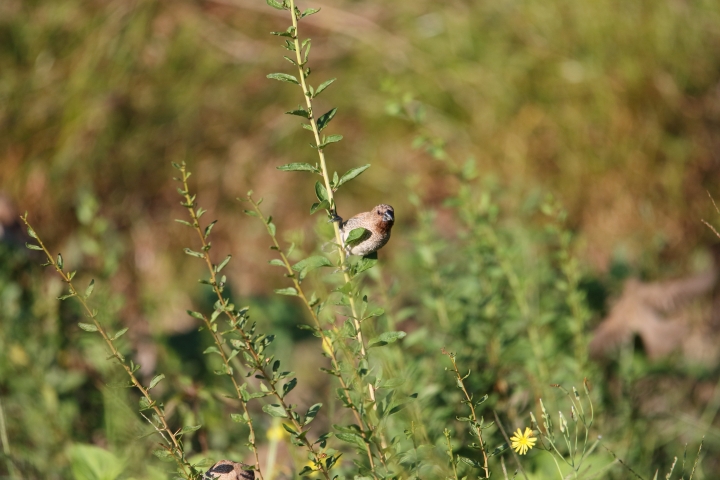 SIGMA 150-600mm SPORTS版體驗文