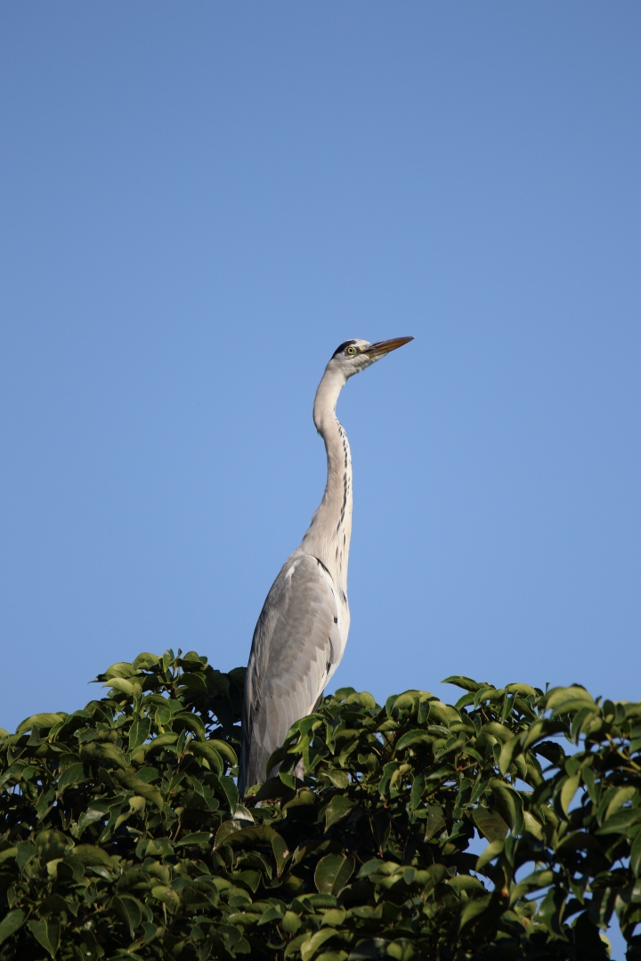 SIGMA 150-600mm SPORTS版體驗文