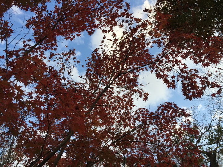 日本箱根紅葉之旅
