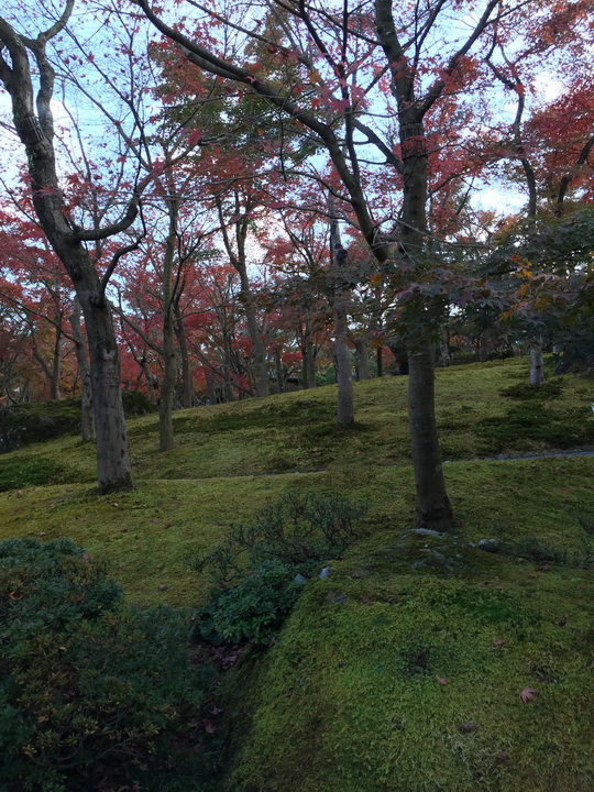 日本箱根紅葉之旅