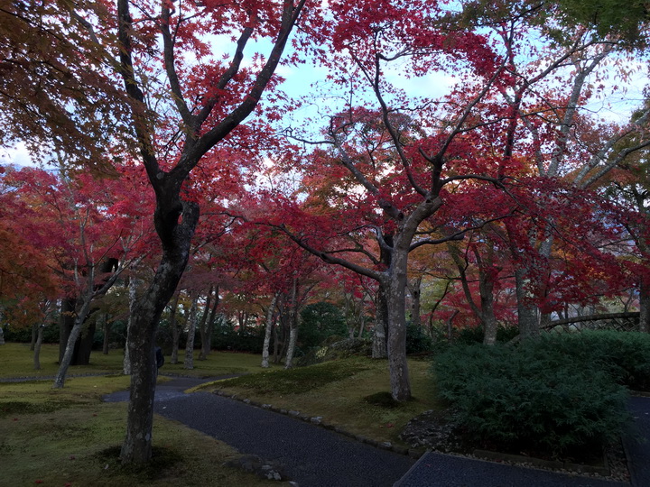 日本箱根紅葉之旅