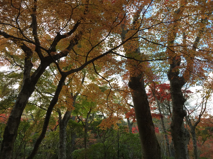 日本箱根紅葉之旅