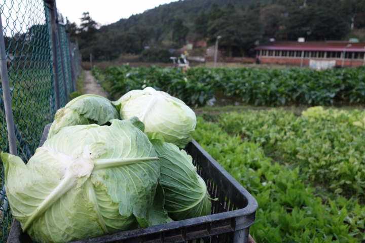 2014年永不放棄歲末場,新版陽金公路山道,