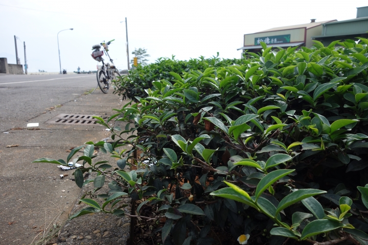 2014年美利達嘉年華,八卦山脈逍遙遊,