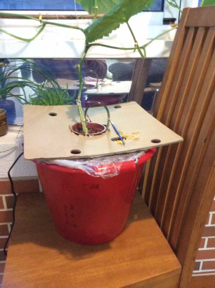 土炮水耕-室內小黃瓜