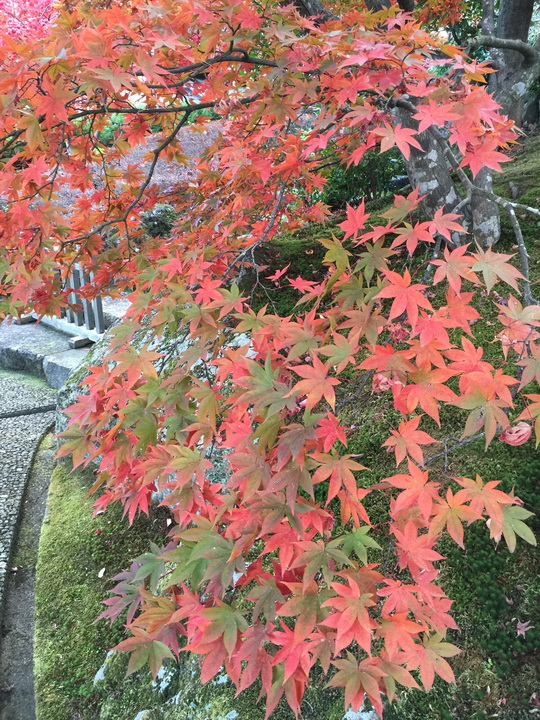 日本箱根紅葉之旅
