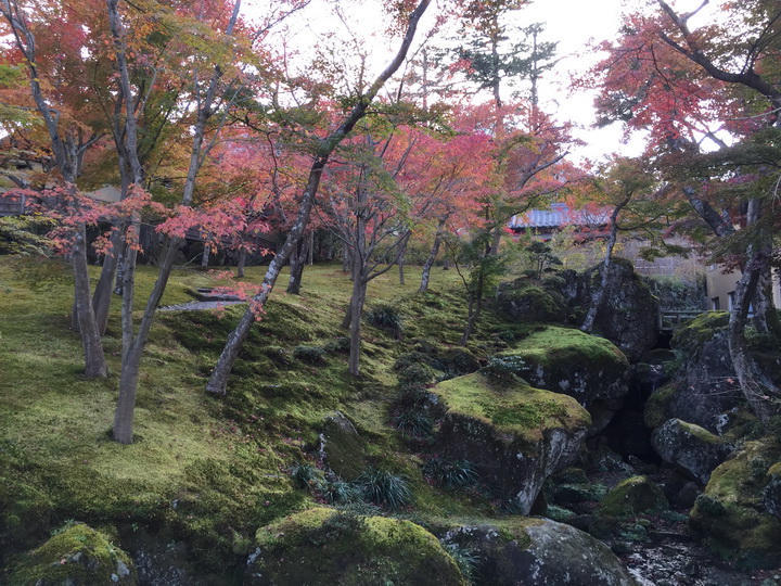 日本箱根紅葉之旅