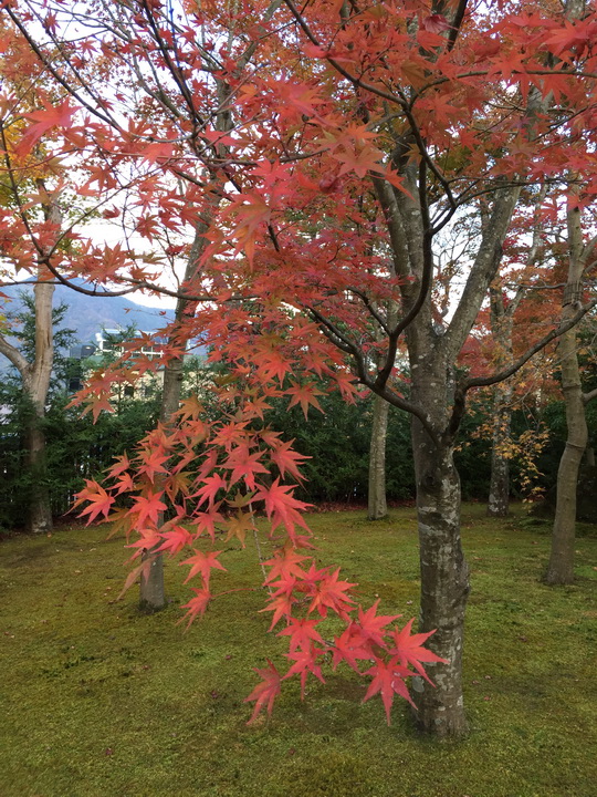 日本箱根紅葉之旅