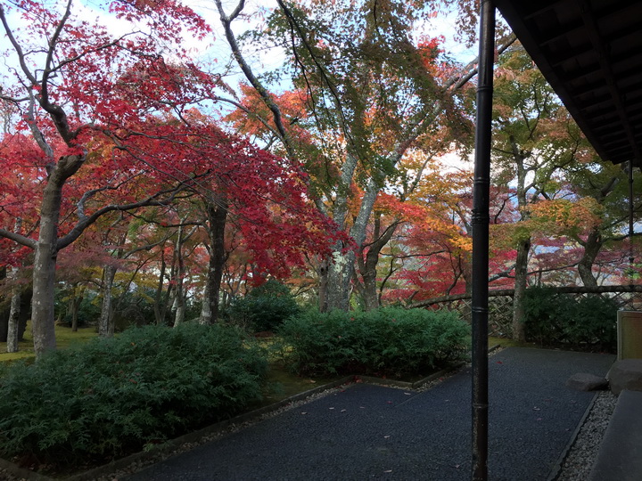 日本箱根紅葉之旅
