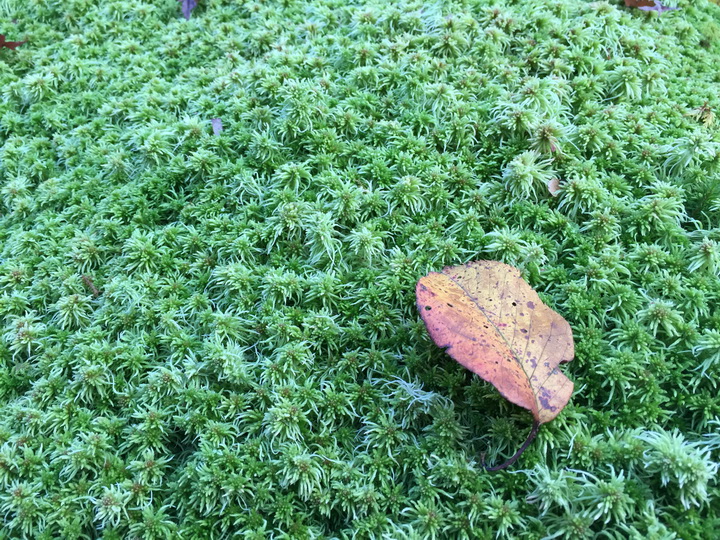 日本箱根紅葉之旅