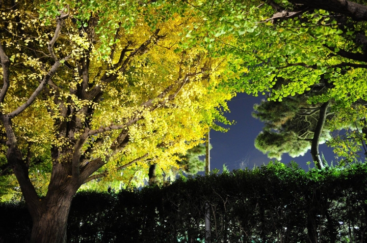日本箱根紅葉之旅