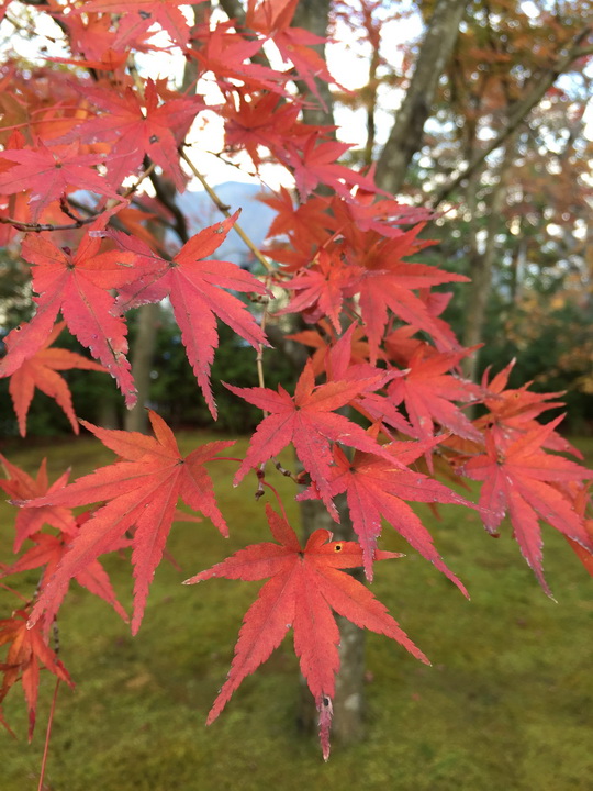 日本箱根紅葉之旅