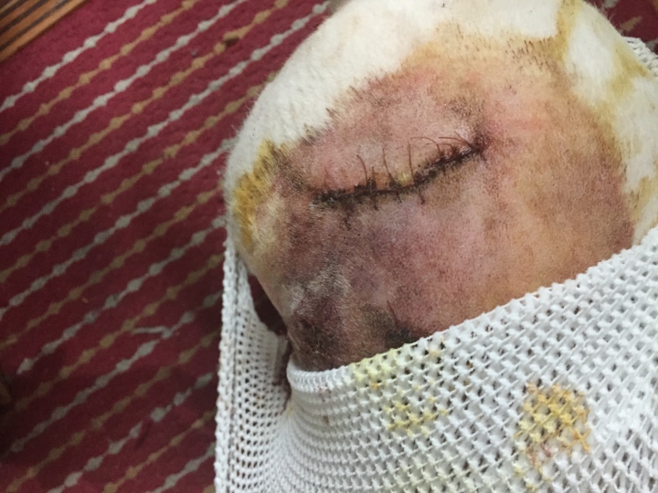 家犬被鄰居家大狗咬,求償問題?