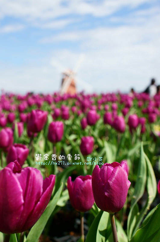 【台中景點】騙人!這不在荷蘭?2015后里中社花市鬱金香花海全攻略懶人包!