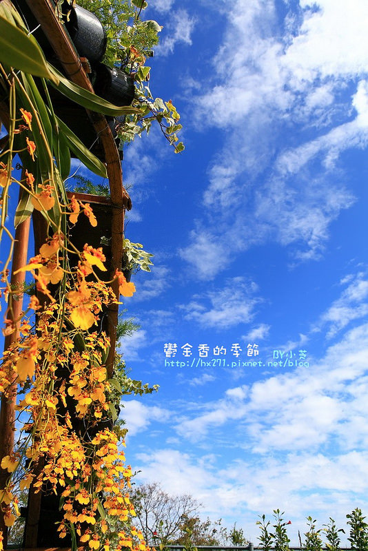 【台中景點】騙人!這不在荷蘭?2015后里中社花市鬱金香花海全攻略懶人包!