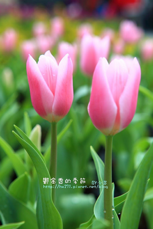 【台中景點】騙人!這不在荷蘭?2015后里中社花市鬱金香花海全攻略懶人包!