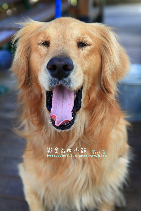 【台中景點】騙人!這不在荷蘭?2015后里中社花市鬱金香花海全攻略懶人包!