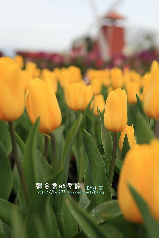 【台中景點】騙人!這不在荷蘭?2015后里中社花市鬱金香花海全攻略懶人包!