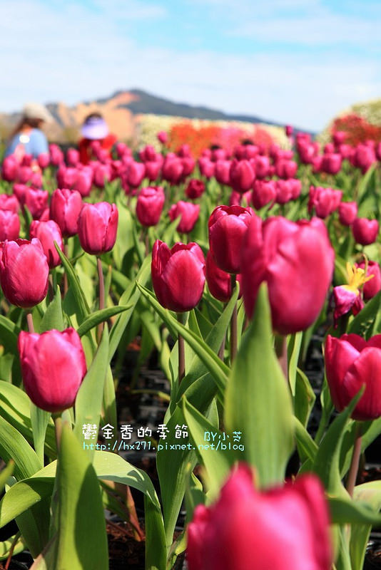 【台中景點】騙人!這不在荷蘭?2015后里中社花市鬱金香花海全攻略懶人包!