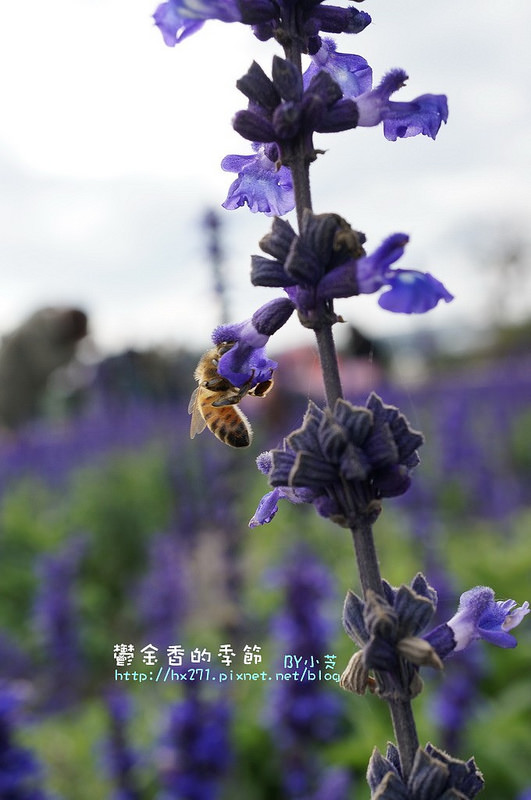 【台中景點】騙人!這不在荷蘭?2015后里中社花市鬱金香花海全攻略懶人包!