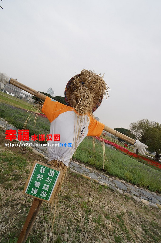 【台北景點】2015.1.17花況三重幸福水漾公園(大台北都會公園) 攝影師別來!快門停不下來~油菜花、波斯菊賞花願望一次滿足~