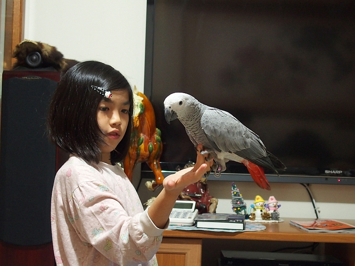 我家灰鸚滿屋子飛,似乎牠才是老大。