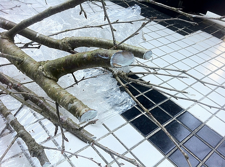 富士櫻裸根移植的時間接近尾聲,趕緊種一棵 分享移植過程