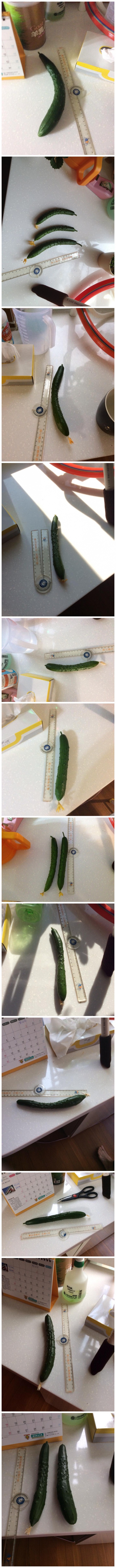 土炮水耕-室內小黃瓜