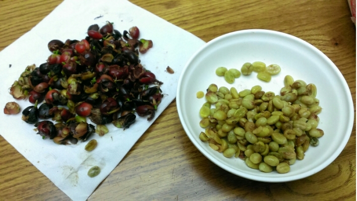 土炮咖啡豆處理記錄