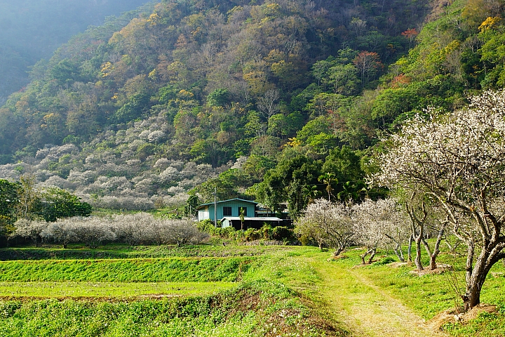 深藏山谷裏的賞梅秘境終點站~西伯、布虎