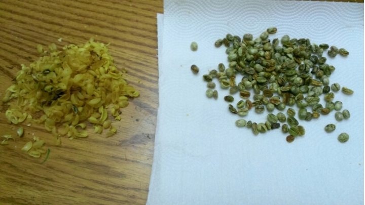 土炮咖啡豆處理記錄