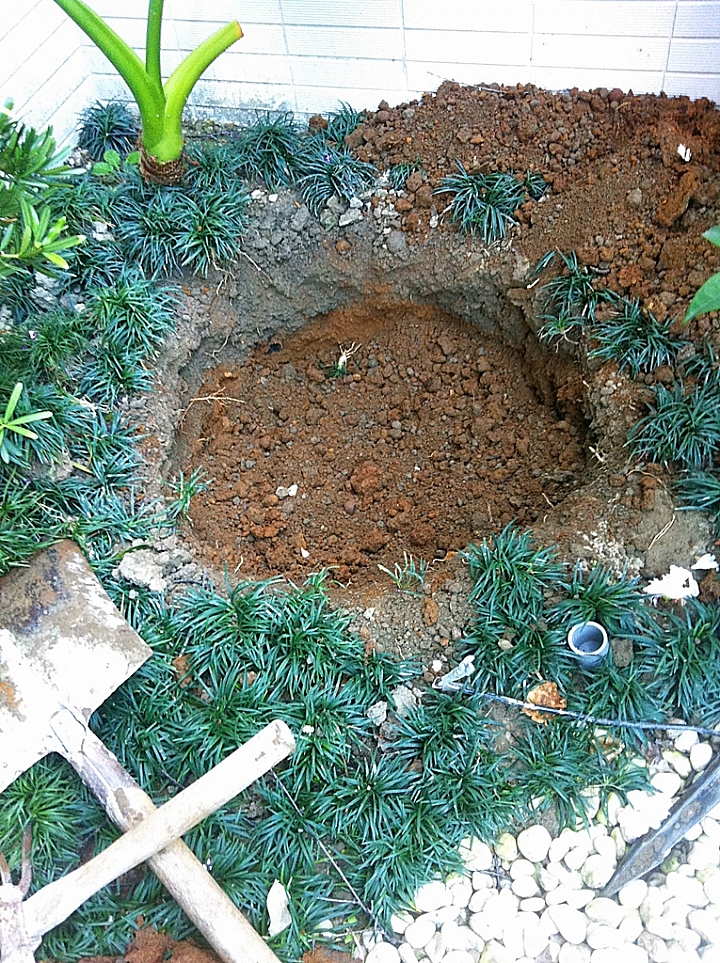 富士櫻裸根移植的時間接近尾聲,趕緊種一棵 分享移植過程