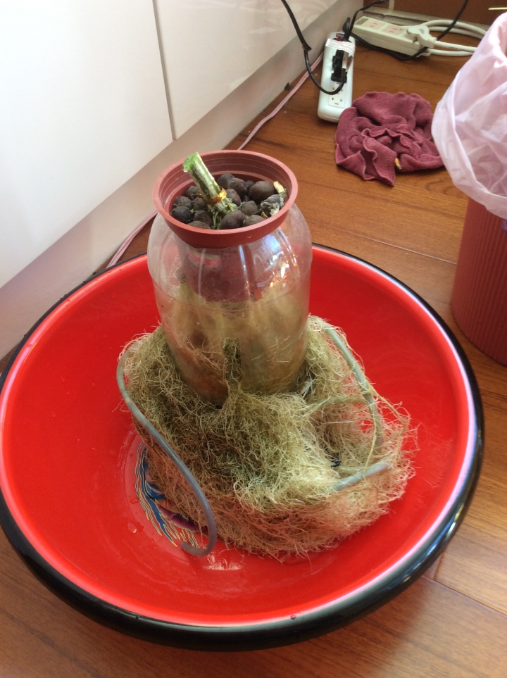 土炮水耕-室內小黃瓜