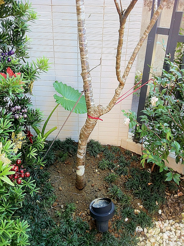 富士櫻裸根移植的時間接近尾聲,趕緊種一棵 分享移植過程