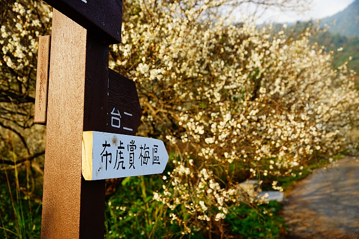 深藏山谷裏的賞梅秘境終點站~西伯、布虎