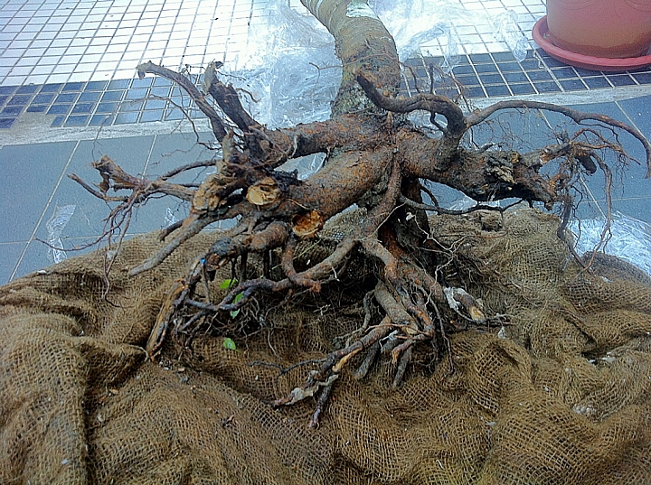 富士櫻裸根移植的時間接近尾聲,趕緊種一棵 分享移植過程