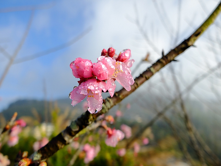 「乘著風，塔塔加踏青」